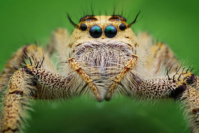 Close-up of spider