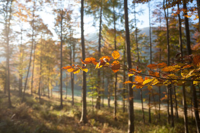 Close-up of autumn trees in forest