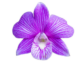 Close-up of pink flower against white background