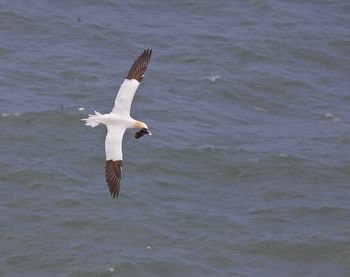 Seagull flying over sea