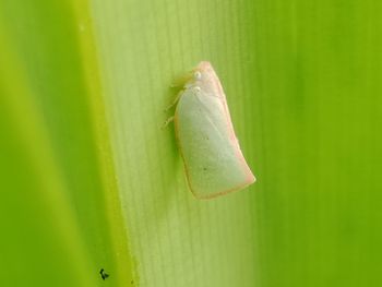 Close-up of insect on leaf