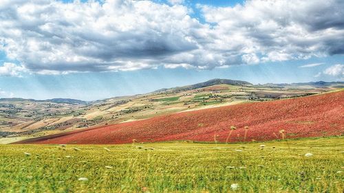 Scenic view of agricultural field against sky