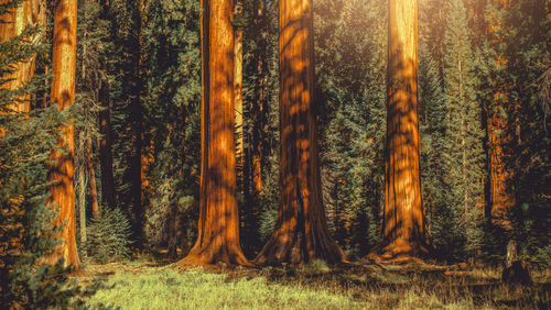 Pine trees in forest