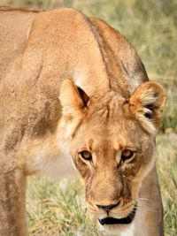Close-up of a lion