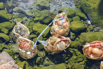 High angle view of fish swimming in lake