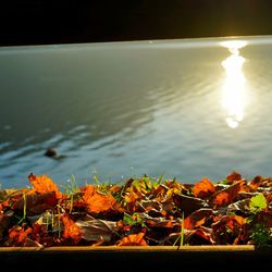 Close-up of leaves floating on water