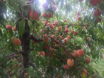 Plant growing on tree