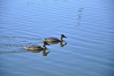 Swan swimming in lake