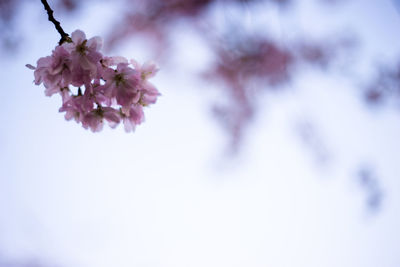 Close-up of cherry blossom against blue sky