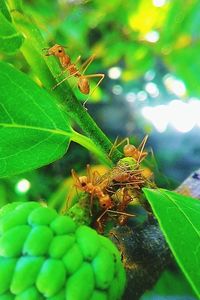 Close-up of insect on plant