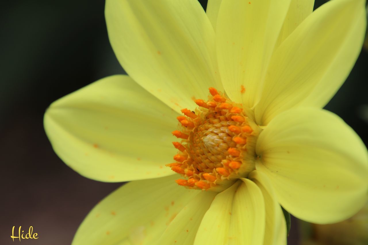 CLOSE-UP OF YELLOW FLOWERS