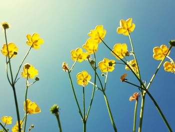 Low angle view of yellow flowering plants against sky