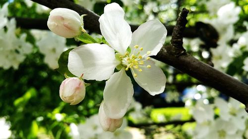 Close-up of white cherry blossoms in spring