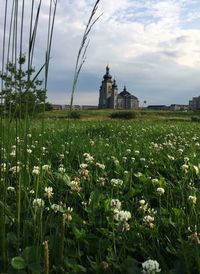 Flowers growing in field against sky