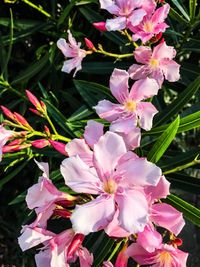 Close-up of pink flowers blooming outdoors