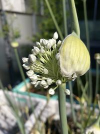 Close-up of flower against blurred background