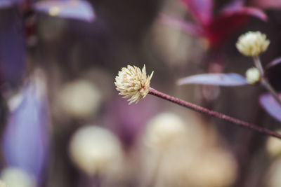 Close-up of white flowering plant