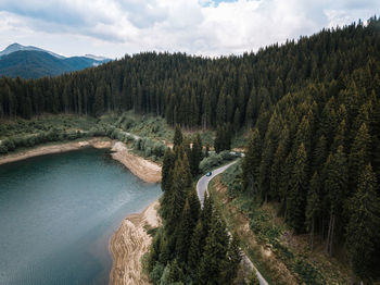 Pine trees by lake against sky