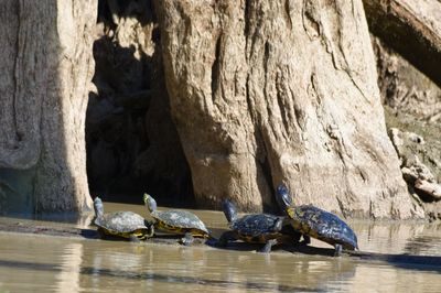 Ducks on rock formation in lake