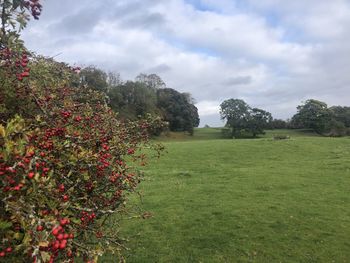 Trees on field against sky