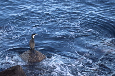 High angle view of bird on rock in sea