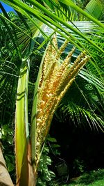 Plant growing on a tree