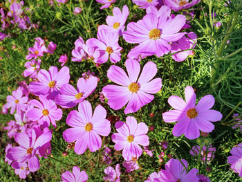 High angle view of pink flowering plants on field