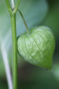 Close-up of wet leaf