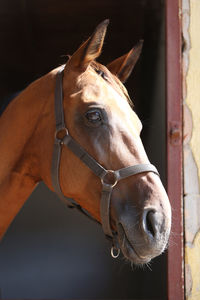 Close-up of horse in stable