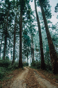 Empty road along trees in forest