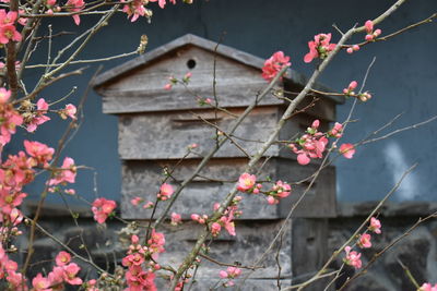 Close-up of pink flowering tree against building
