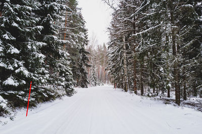 Snowy road through forest