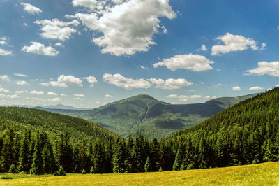 Scenic view of pine trees on field against sky