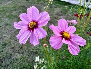 Close-up of pink cosmos flower on field