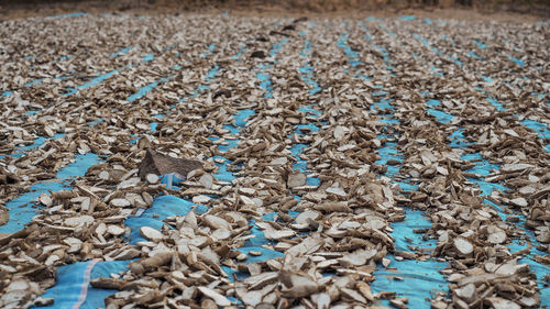 Full frame shot of corn on field