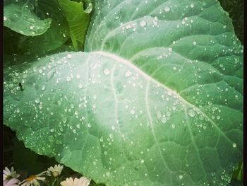 Close-up of leaves