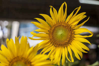 Close-up of sunflower