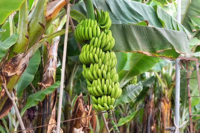 View of banana tree