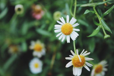 Close-up of white daisy flower