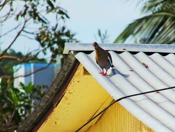 Low angle view of bird perching on tree against sky