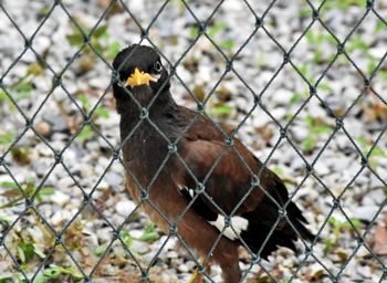Close-up of a bird against fence