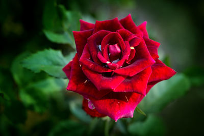 Close-up of red rose