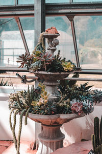 Close-up of potted plants on window