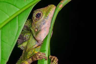 Close-up of a lizard