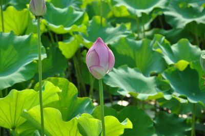 Close-up of pink water lily