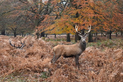 Deer in a forest