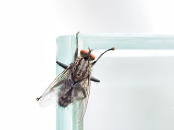 Close-up of housefly on glass against white background