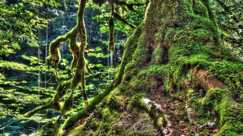 Scenic view of forest