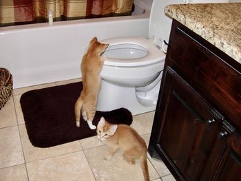 High angle view two orange tabby farm kittens into mischief in bathroom one with head over in toilet 