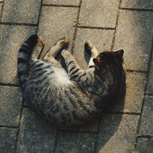 High angle view of cat sleeping on street